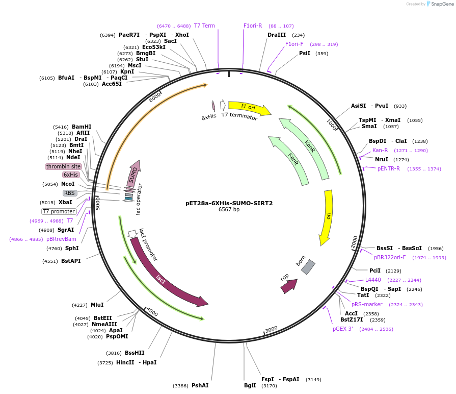 102622-plasmid-map-sequence-id-198814