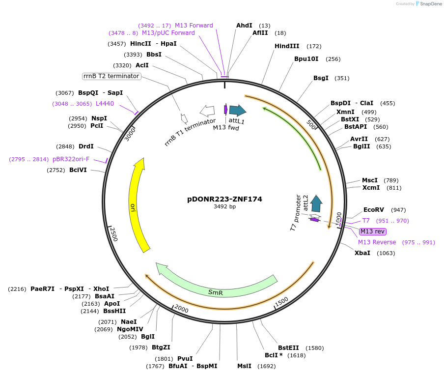 88091-plasmid-map-sequence-id-198827