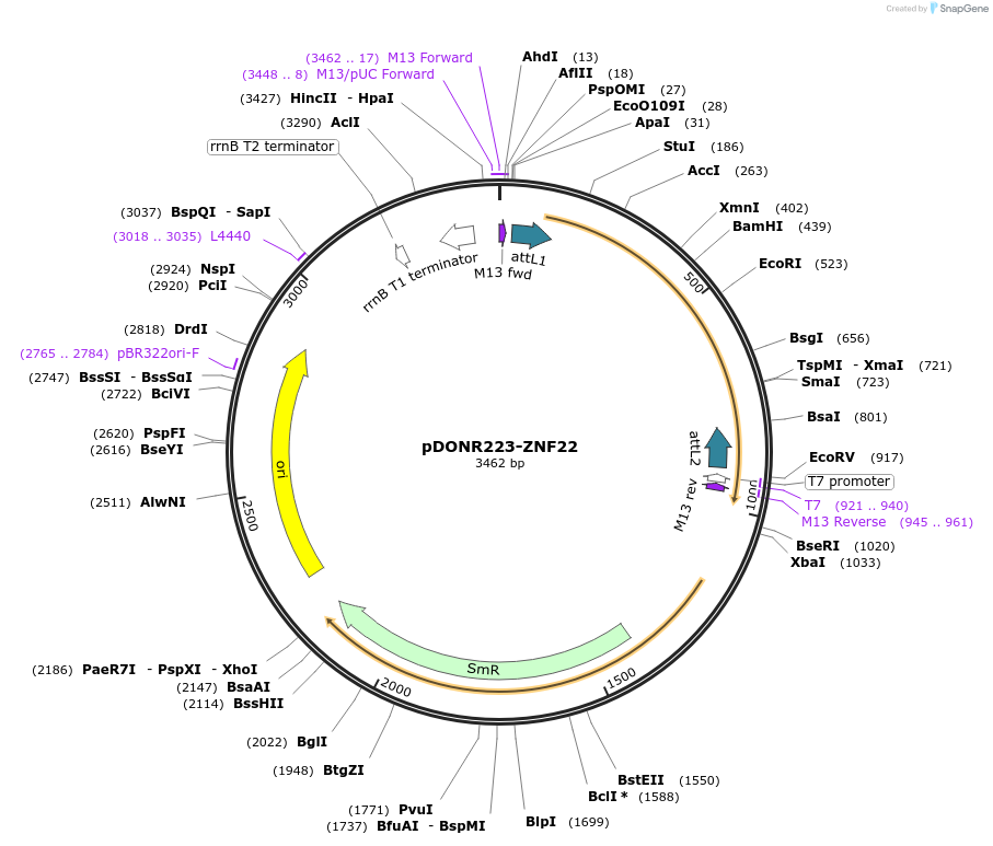 88102-plasmid-map-sequence-id-198837