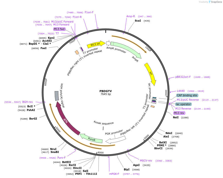 100859-plasmid-map-sequence-id-198848