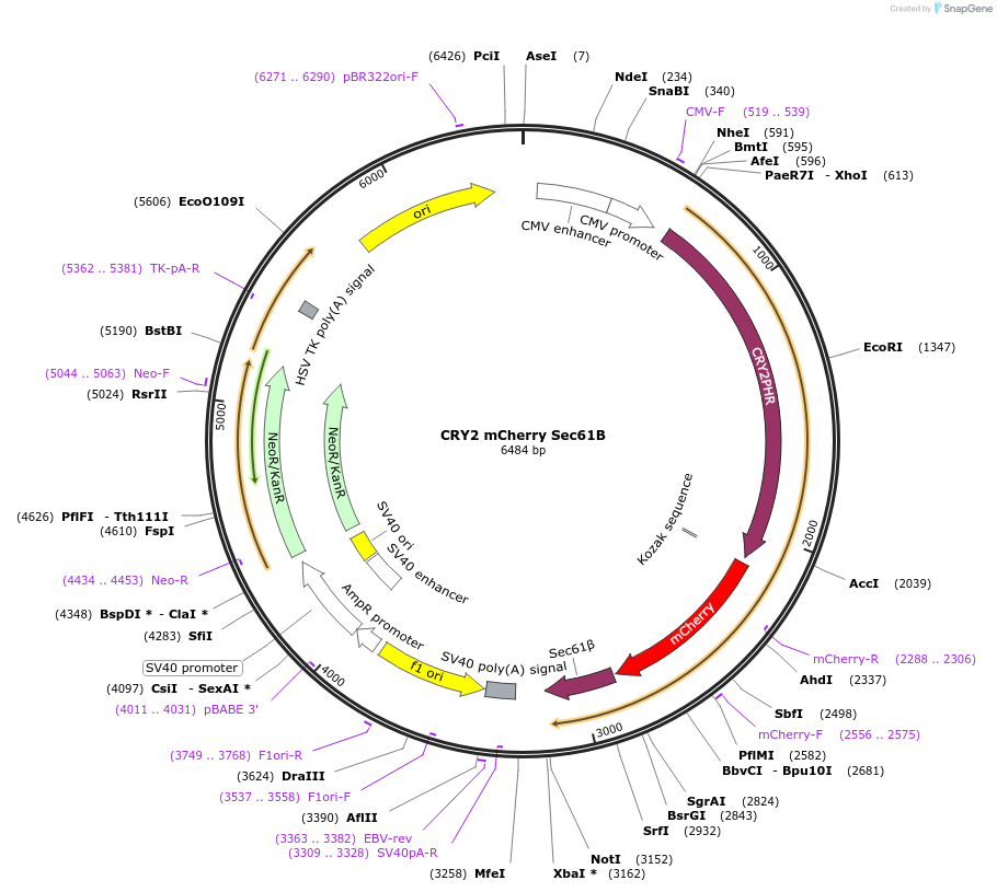102246-plasmid-map-sequence-id-198849
