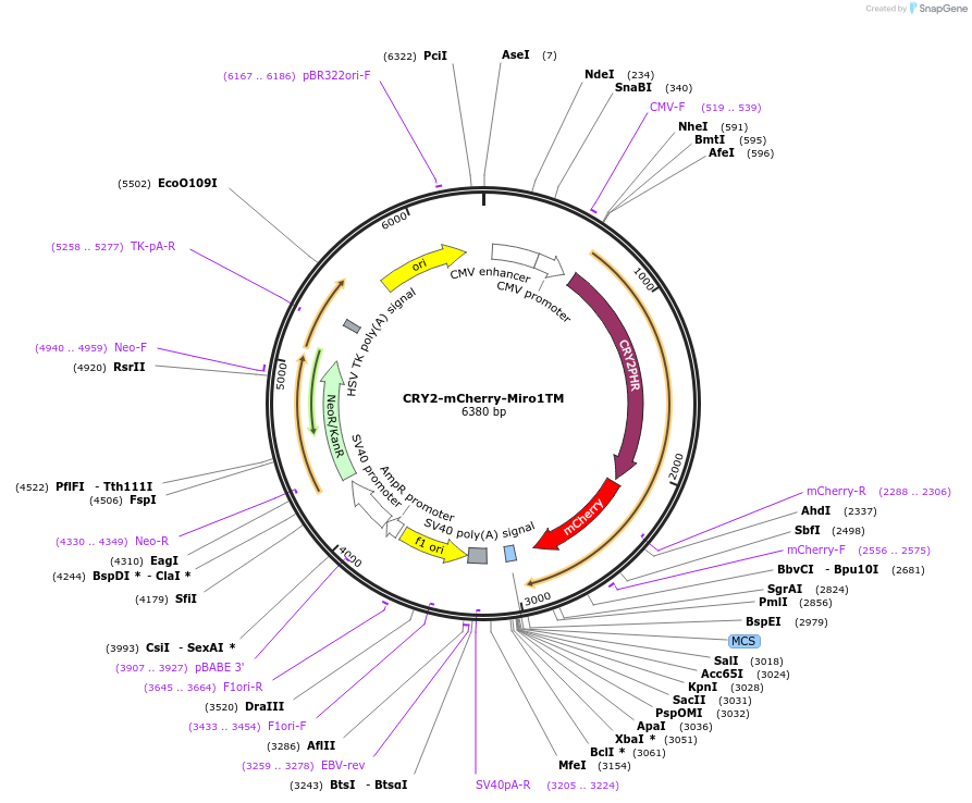 102247-plasmid-map-sequence-id-198850