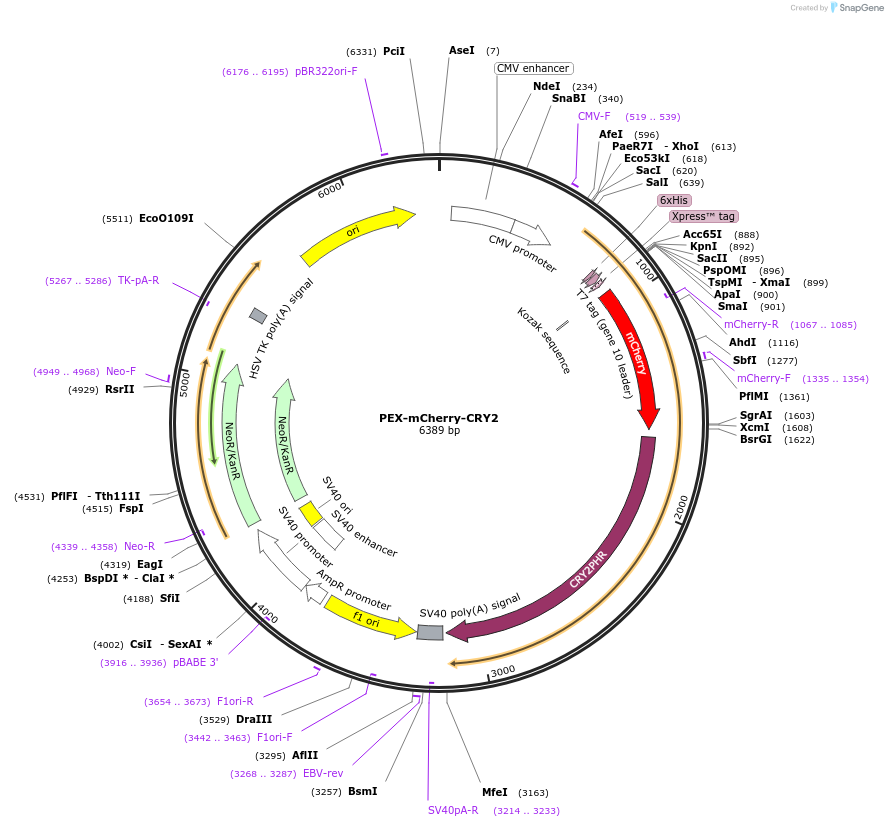 102250-plasmid-map-sequence-id-198852