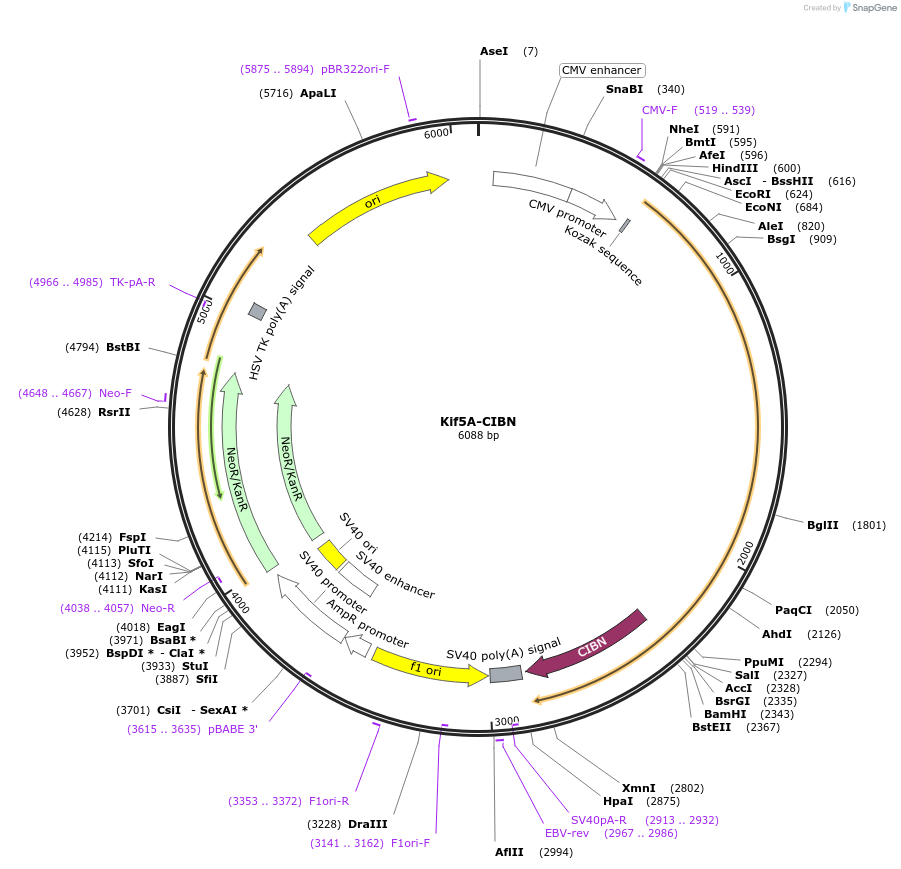 102251-plasmid-map-sequence-id-198853