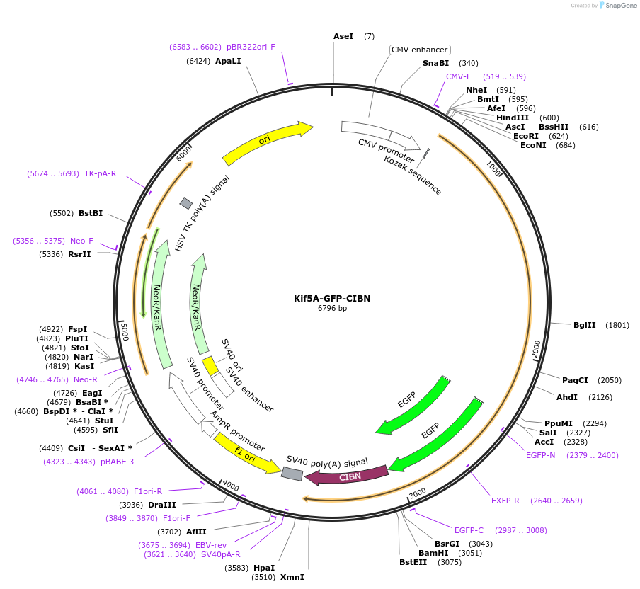 102252-plasmid-map-sequence-id-198855