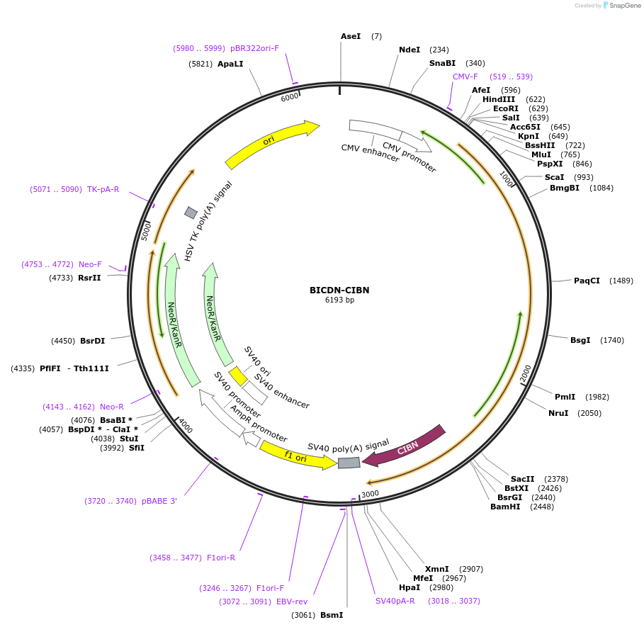 102253-plasmid-map-sequence-id-198856