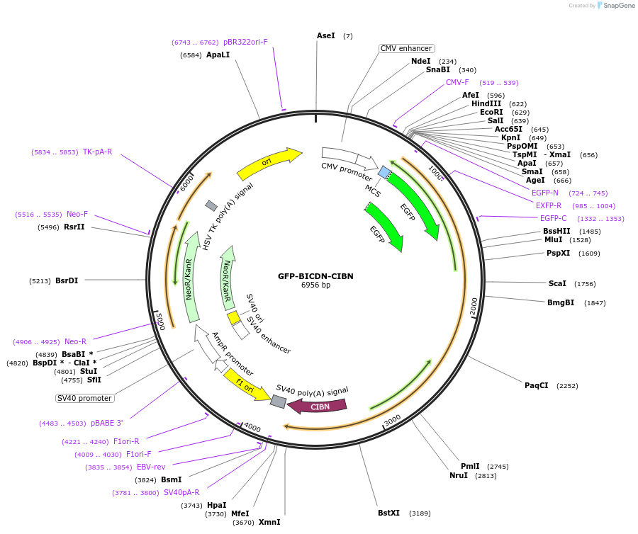 102254-plasmid-map-sequence-id-198857