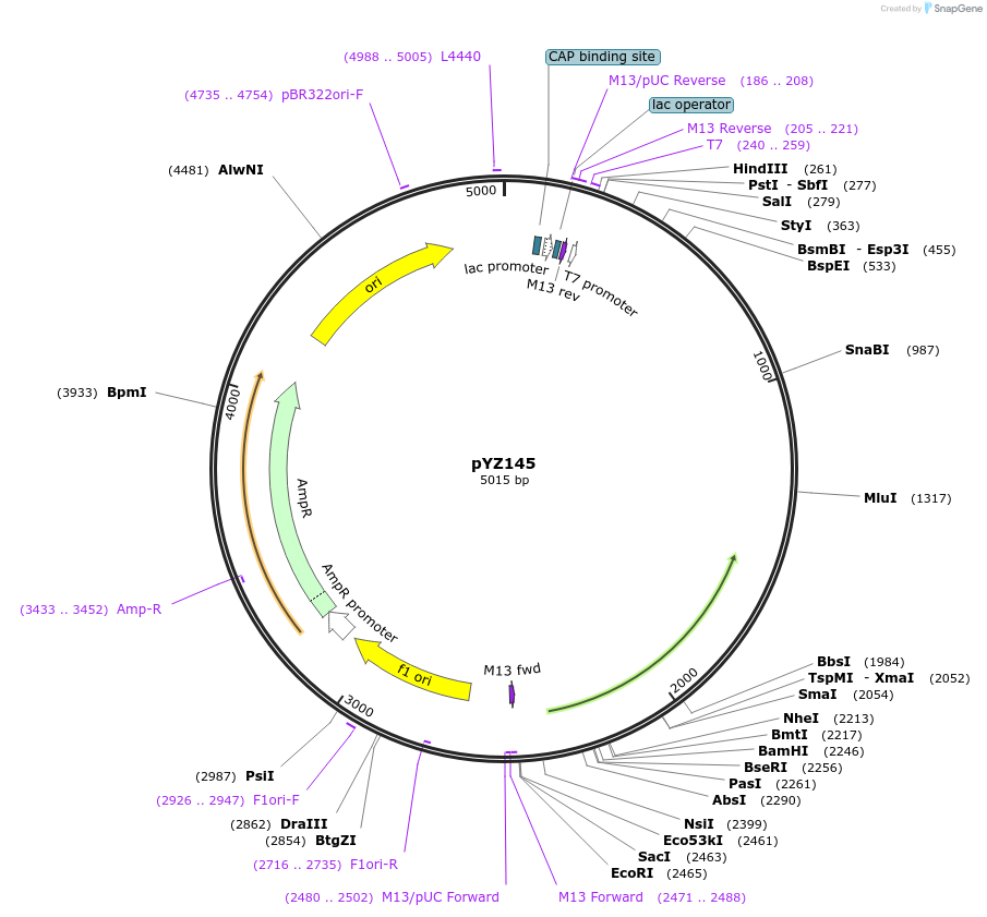 98405-plasmid-map-sequence-id-198862