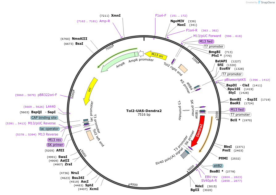 97145-plasmid-map-sequence-id-198866