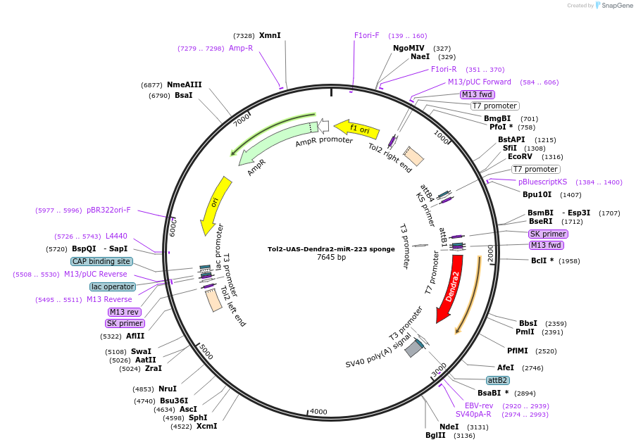 97146-plasmid-map-sequence-id-198878