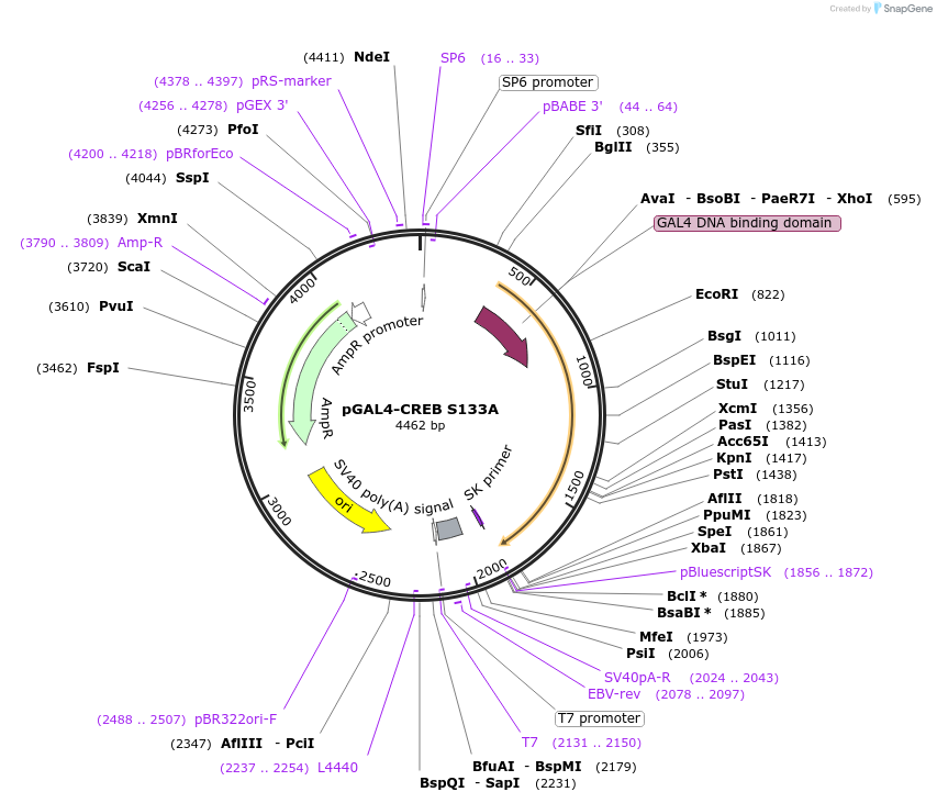 15222-plasmid-map-sequence-id-198881
