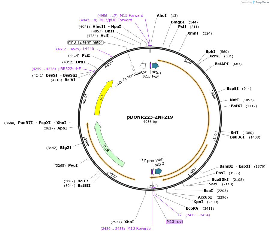 88118-plasmid-map-sequence-id-198890