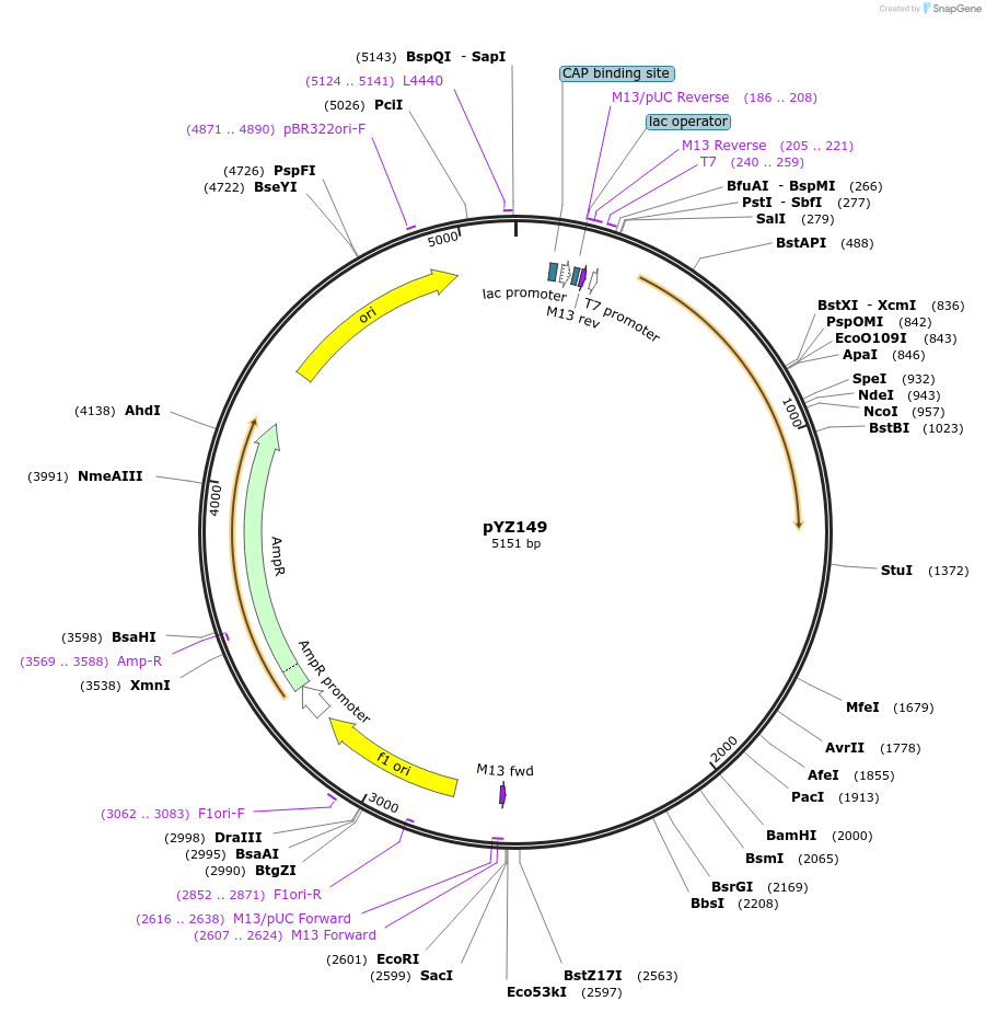 98407-plasmid-map-sequence-id-198894