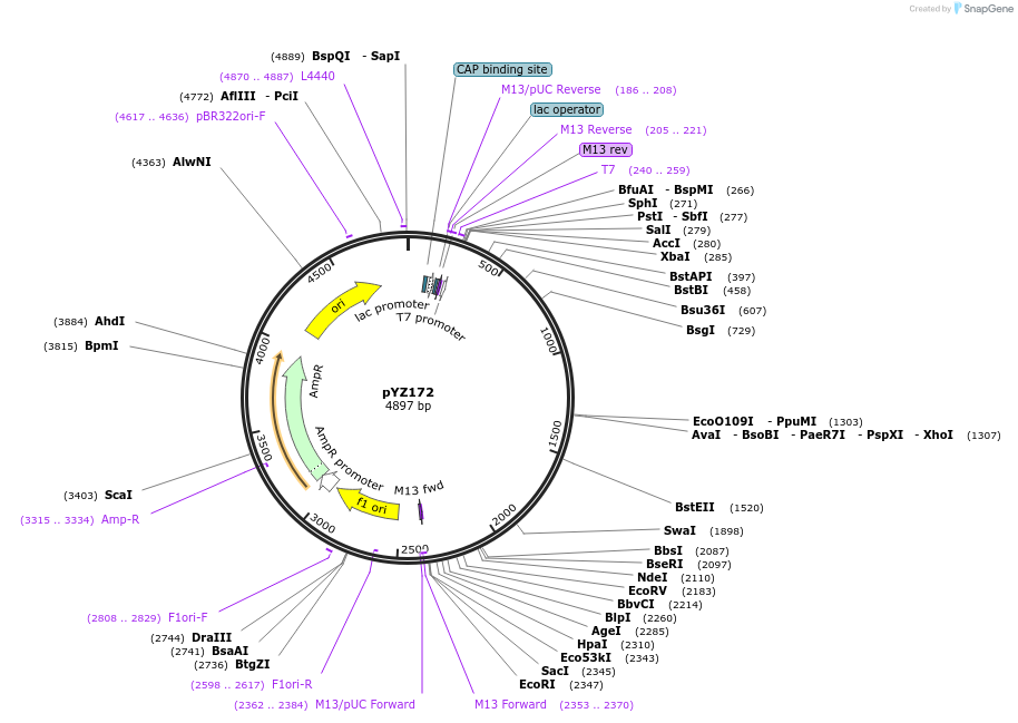 98409-plasmid-map-sequence-id-198900