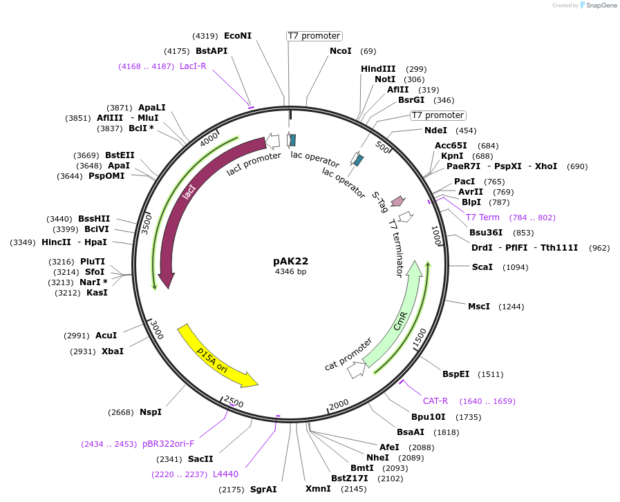 101741-plasmid-map-sequence-id-198907