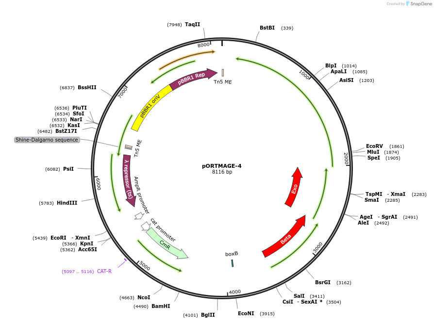 72679-plasmid-map-sequence-id-198908