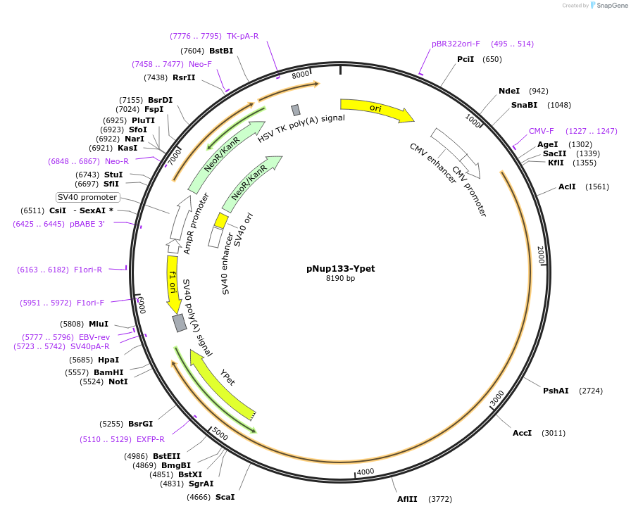 98283-plasmid-map-sequence-id-198910