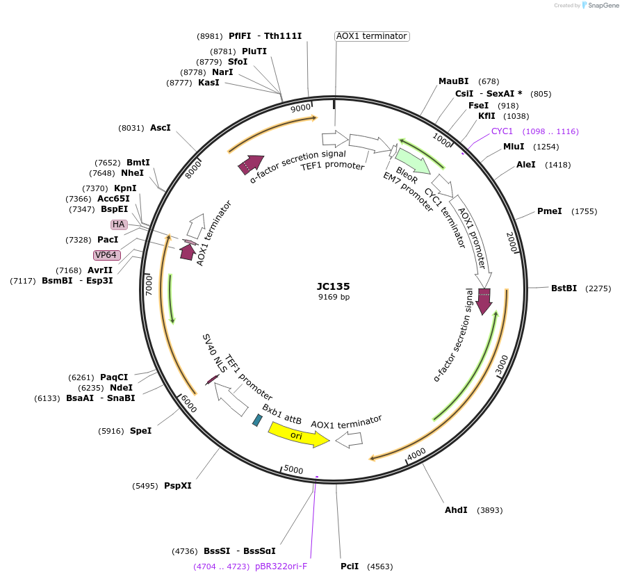 104946-plasmid-map-sequence-id-198914