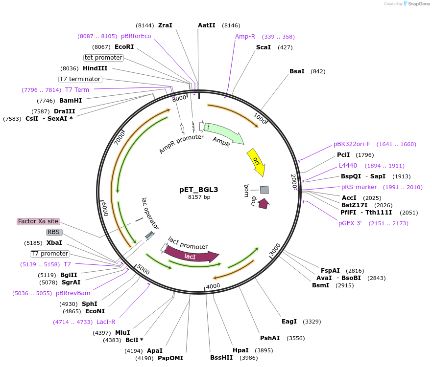 101912-plasmid-map-sequence-id-198935