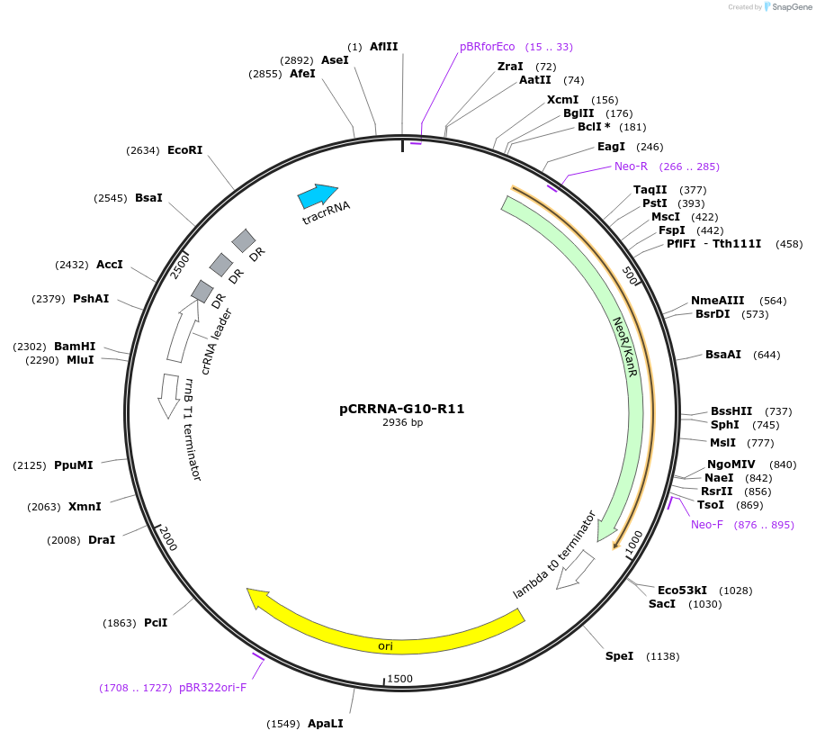 101809-plasmid-map-sequence-id-198936