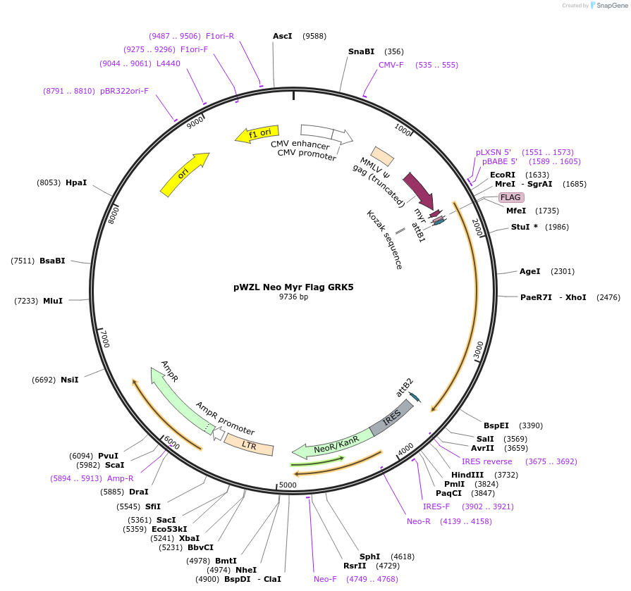 20495-plasmid-map-sequence-id-198939
