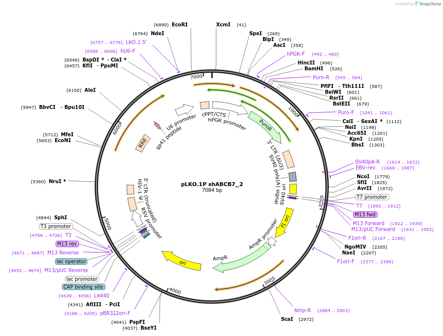 102969-plasmid-map-sequence-id-198940