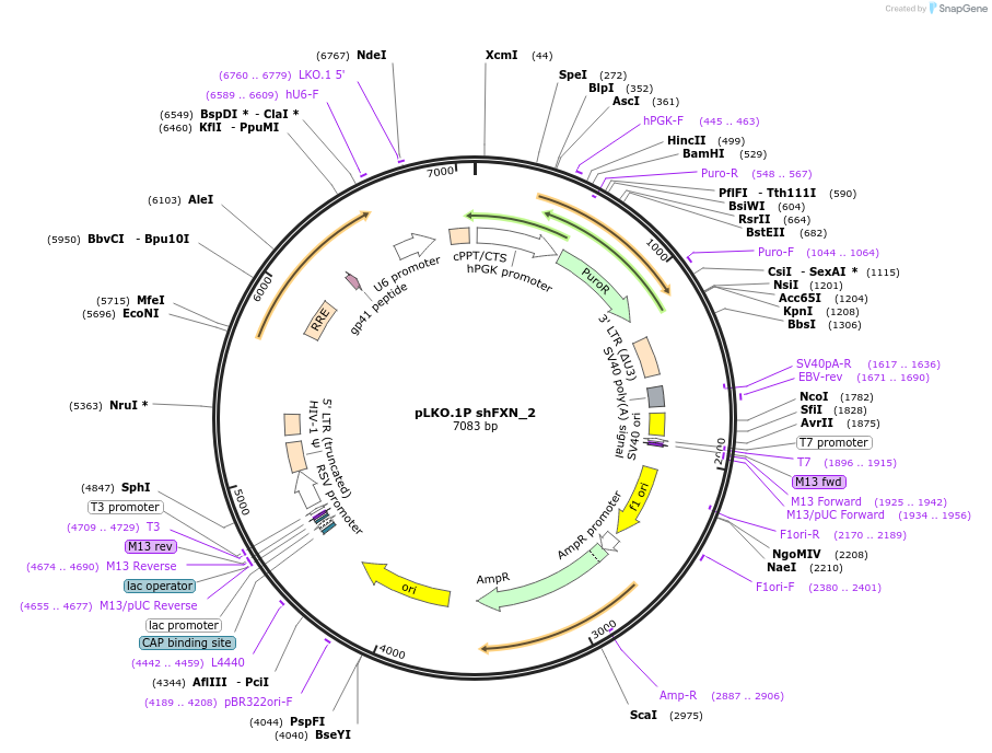 102971-plasmid-map-sequence-id-198943