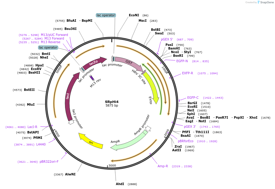 102544-plasmid-map-sequence-id-198951