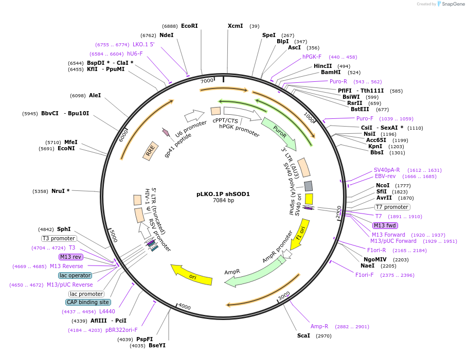 102975-plasmid-map-sequence-id-198952