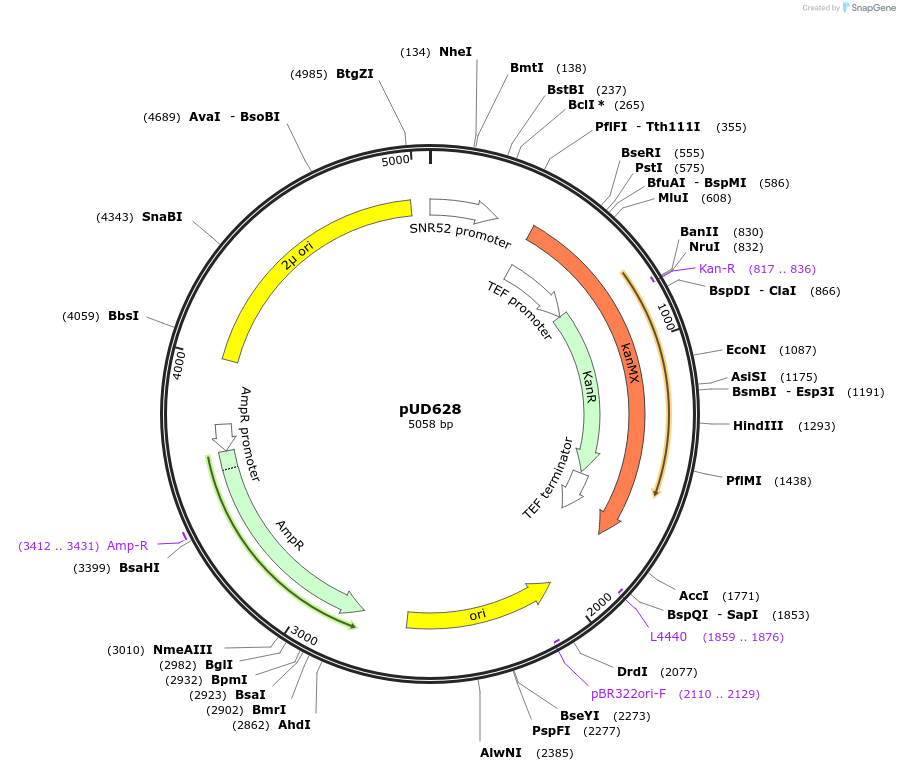 103018-plasmid-map-sequence-id-198959