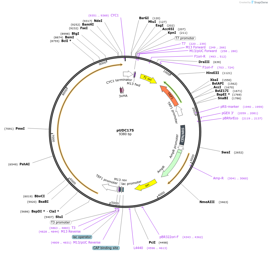 103019-plasmid-map-sequence-id-198961