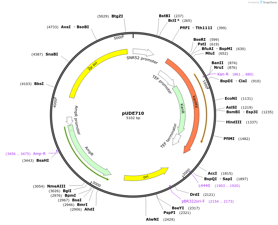 103020-plasmid-map-sequence-id-198964