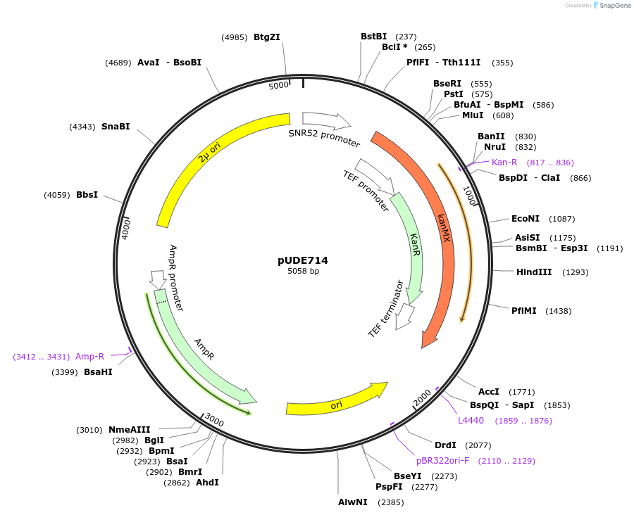 103021-plasmid-map-sequence-id-198965