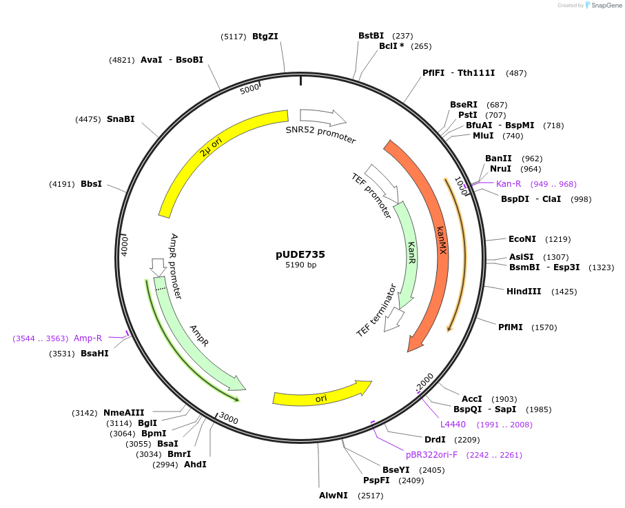 103024-plasmid-map-sequence-id-198968