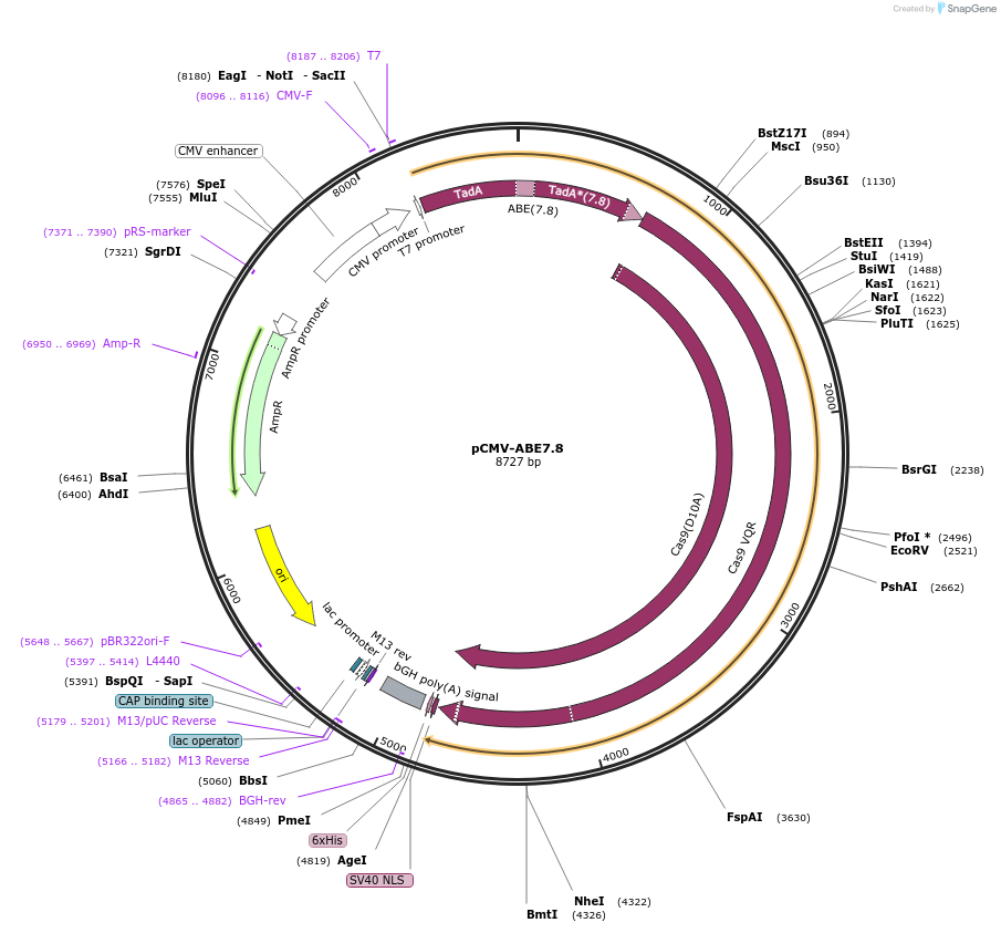 102917-plasmid-map-sequence-id-198984