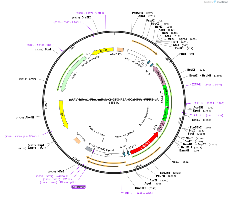 68720-plasmid-map-sequence-id-198989