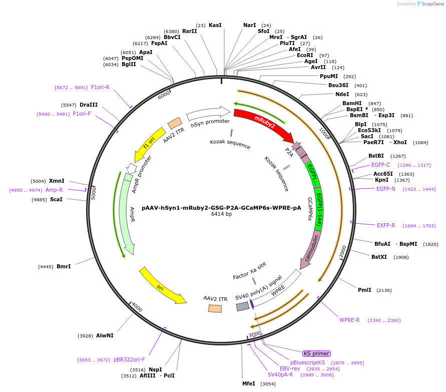 50942-plasmid-map-sequence-id-198990