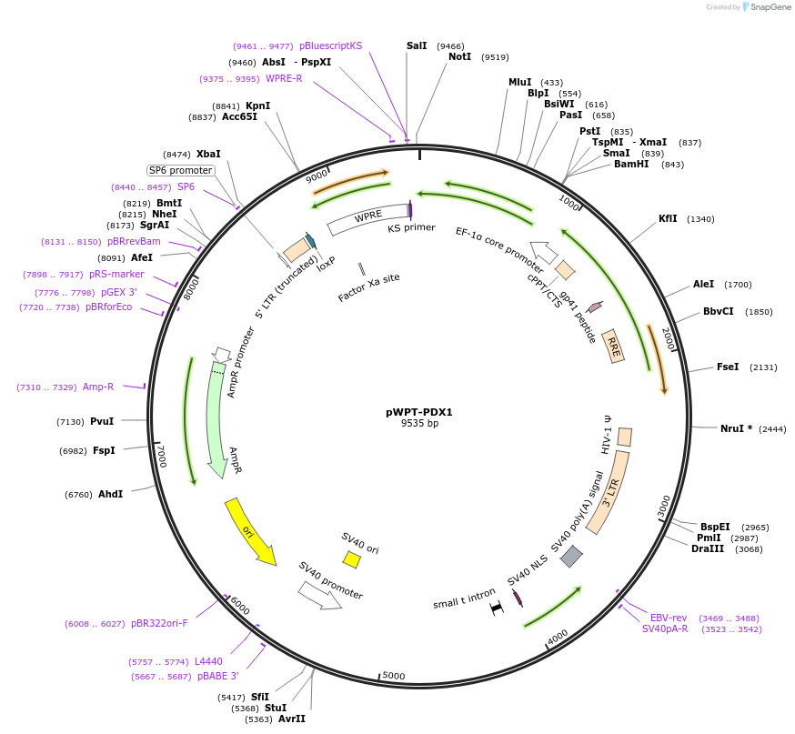 12256-plasmid-map-sequence-id-198993