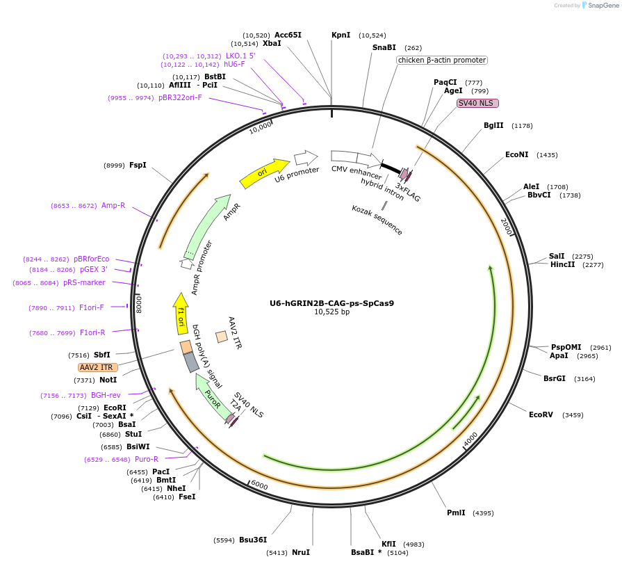 102851-plasmid-map-sequence-id-198995