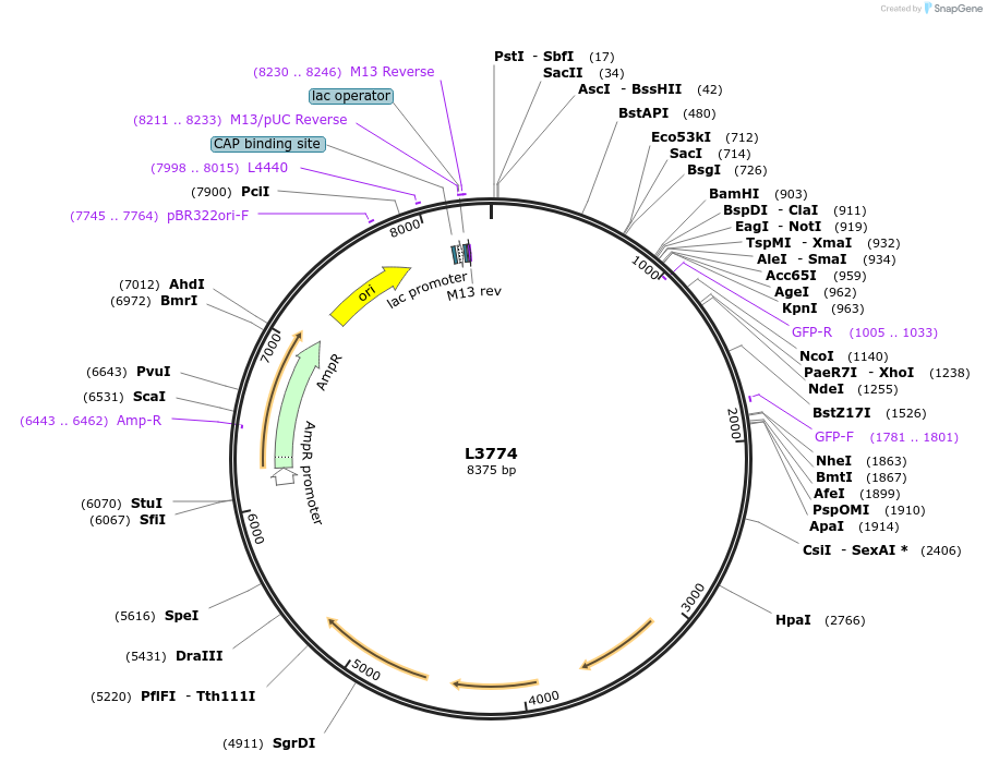 1589-plasmid-map-sequence-id-199