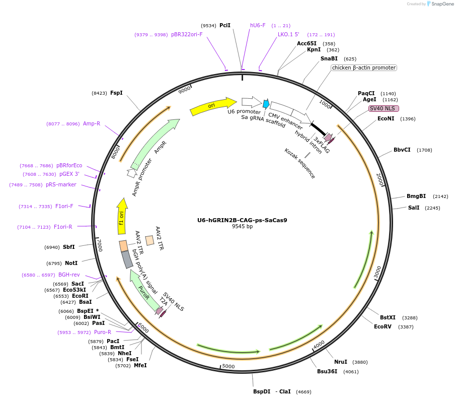 102853-plasmid-map-sequence-id-199000