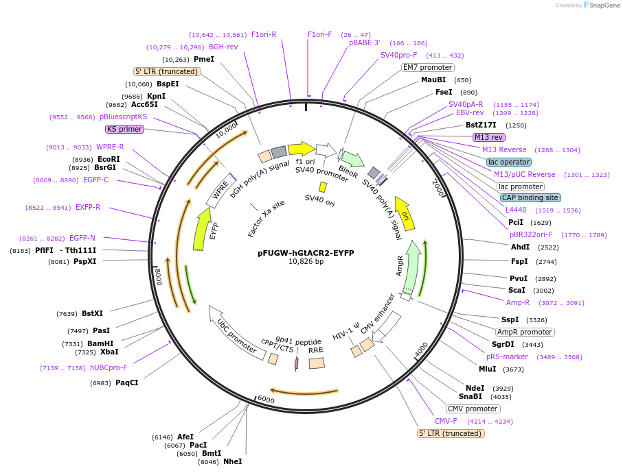 67877-plasmid-map-sequence-id-199004