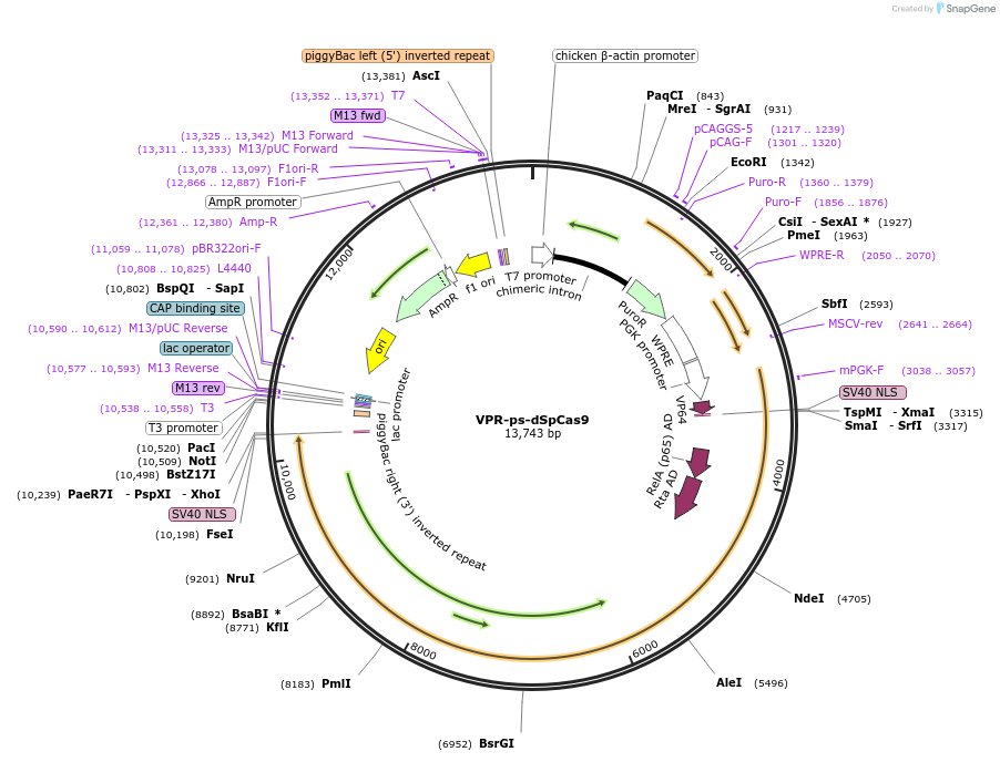 102855-plasmid-map-sequence-id-199006