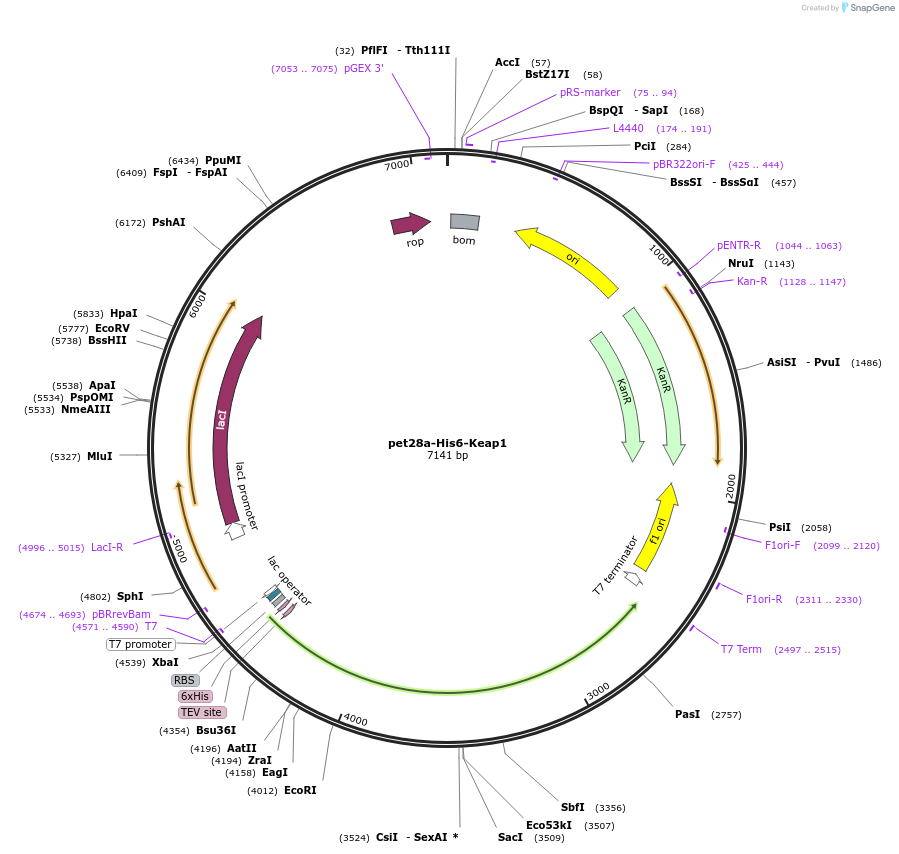 62454-plasmid-map-sequence-id-199007