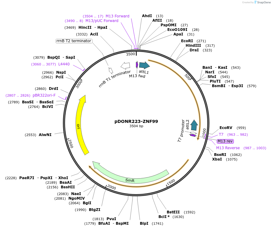 88127-plasmid-map-sequence-id-199011