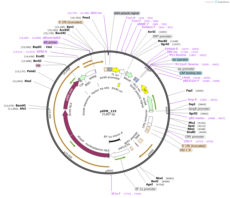 96919-plasmid-map-sequence-id-199012