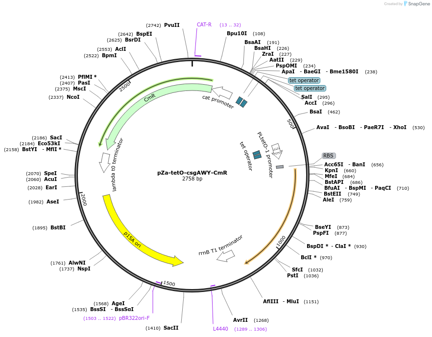98939-plasmid-map-sequence-id-199016