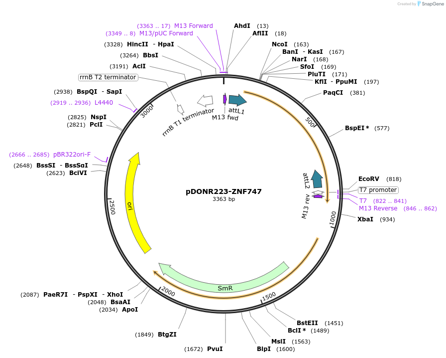 88134-plasmid-map-sequence-id-199020