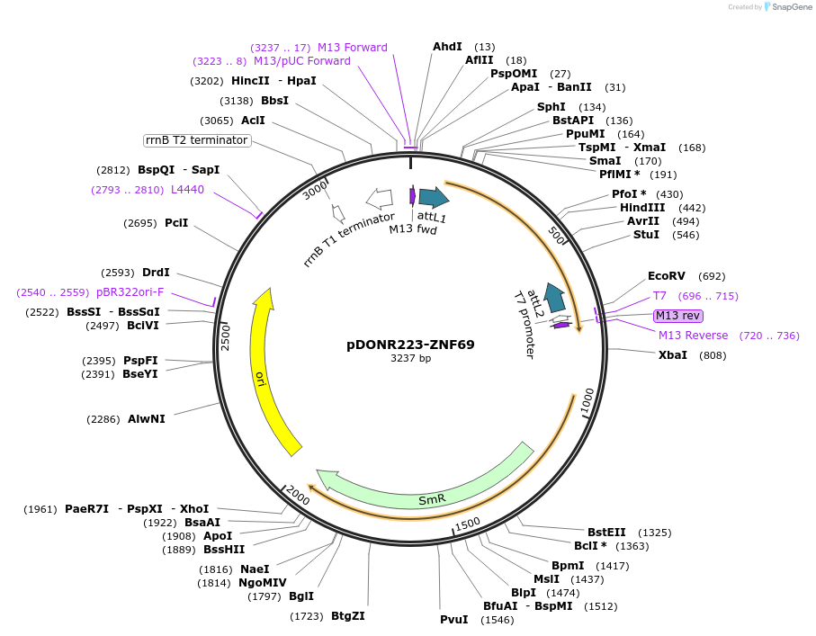 88143-plasmid-map-sequence-id-199028