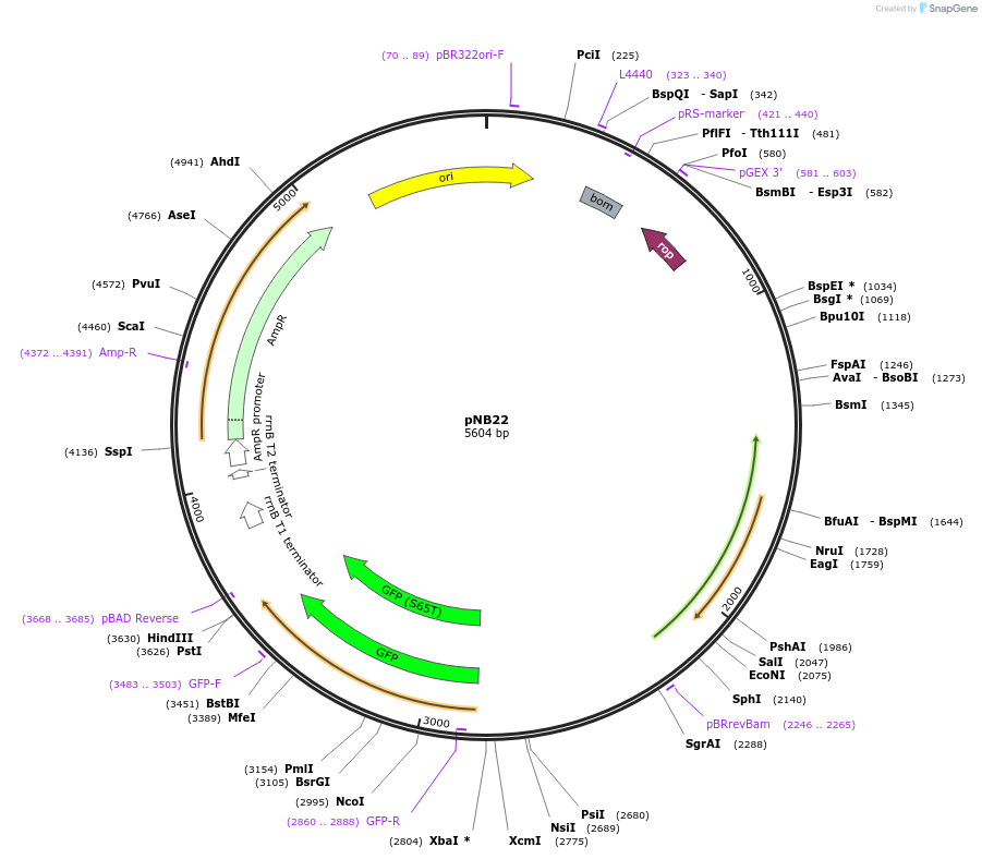103059-plasmid-map-sequence-id-199053